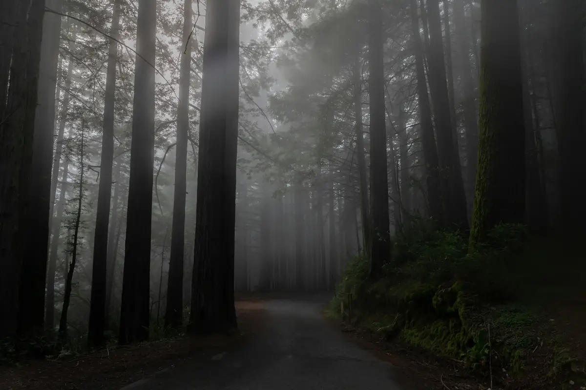 A road through tall redwoods in fog