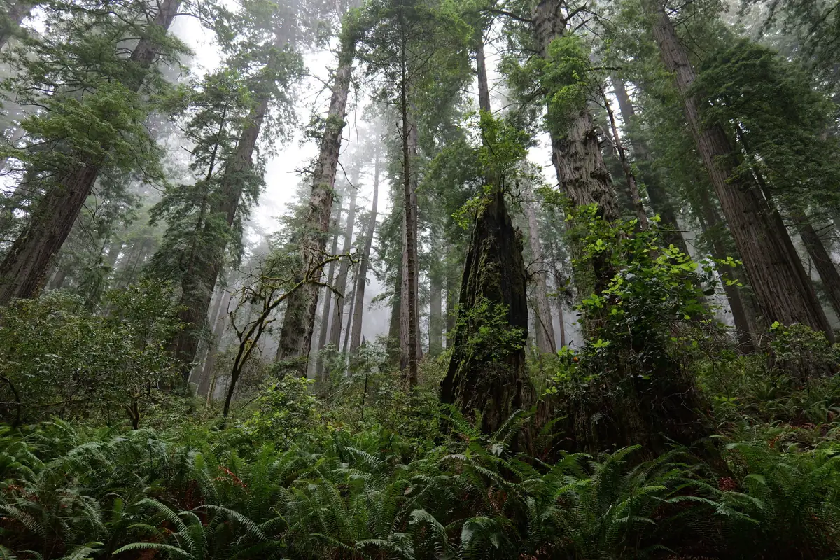 Tall redwoods and sword ferns in mist
