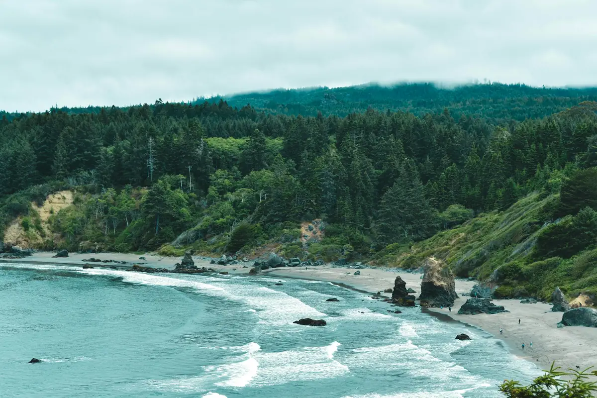 A forested headland and sea stacks above a beach in low fog at Trinidad State Beach